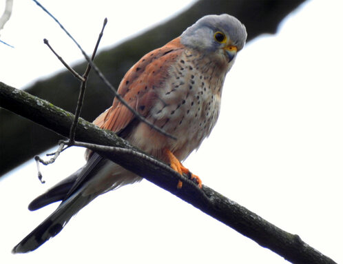Les oiseaux du Lycée Lumière 
